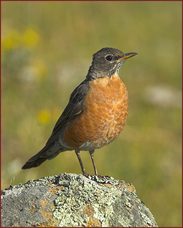 American Robin