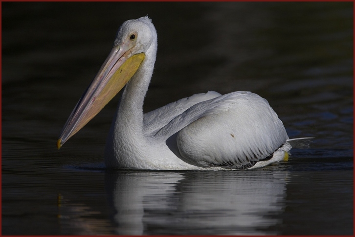 American White Pelican