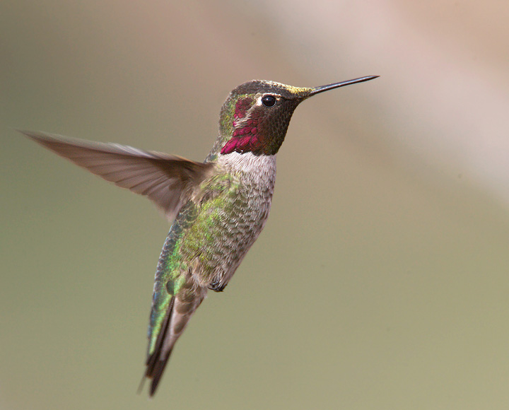 Anna's Hummingbird