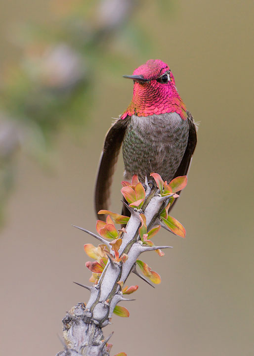 Anna's Hummingbird