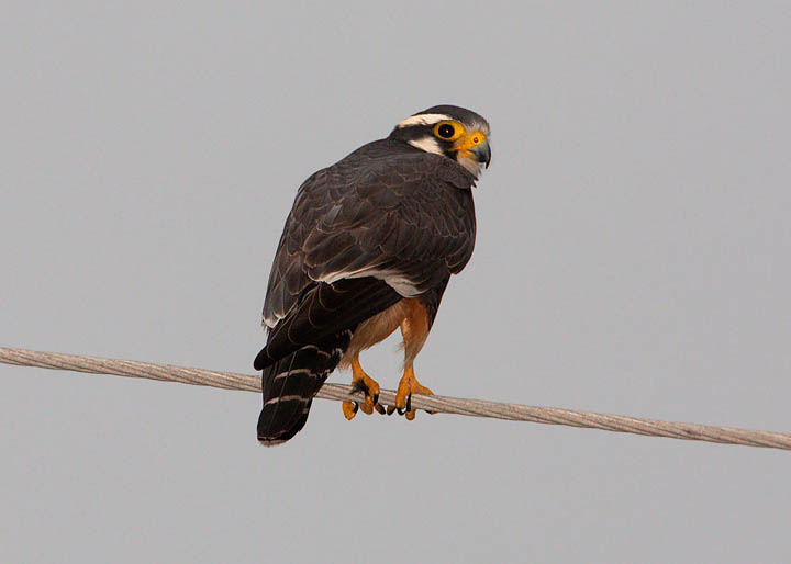 Aplomado Falcon