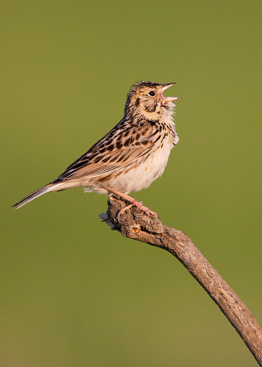 Baird's Sparrow