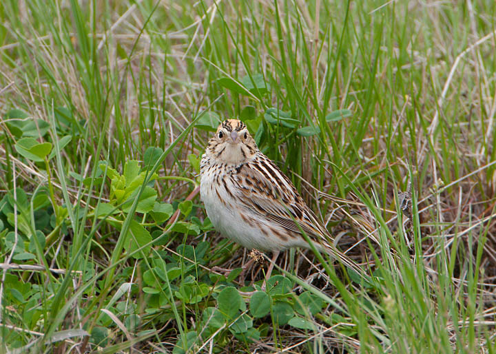 Baird's Sparrow