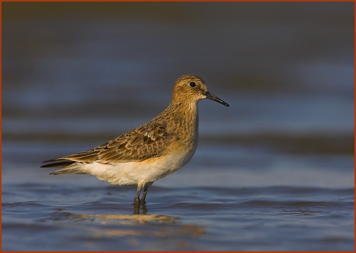 Baird's Sandpiper