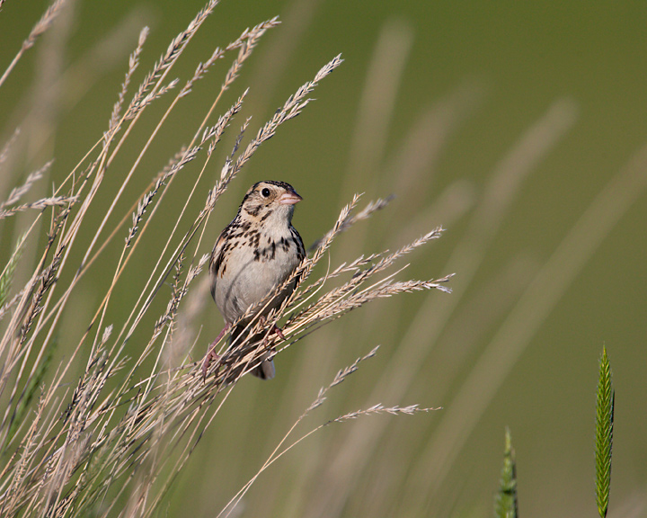 Baird's Sparrow