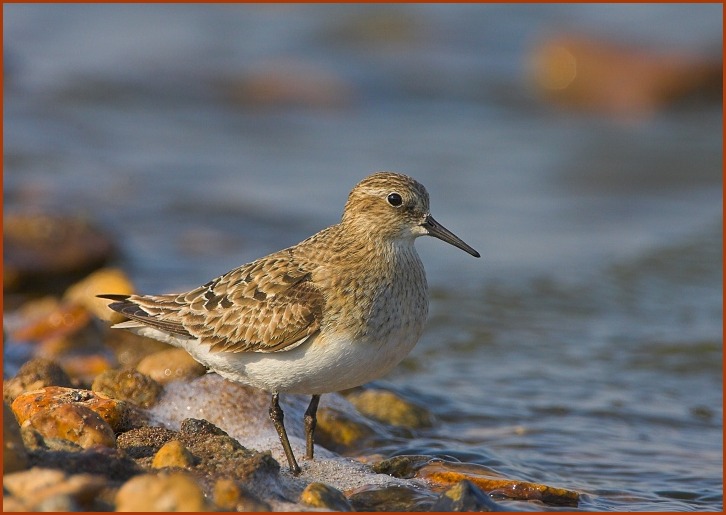 Baird's Sandpiper