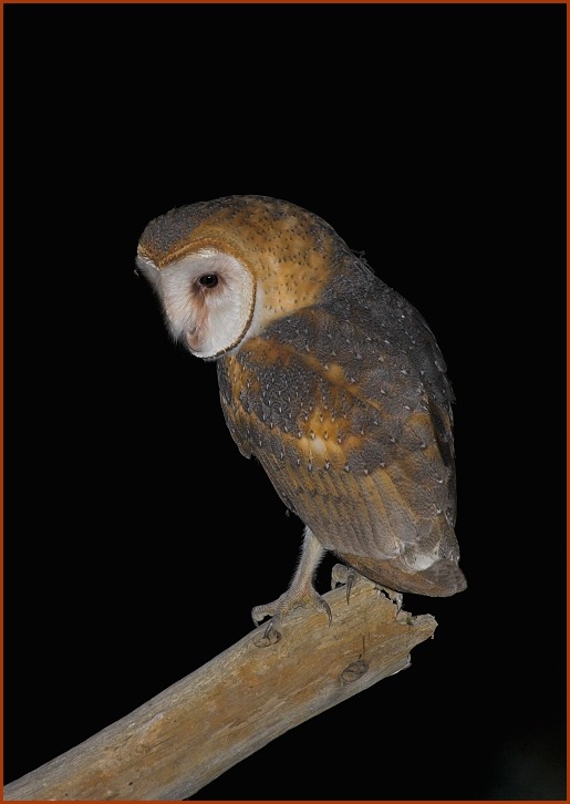 barn owl