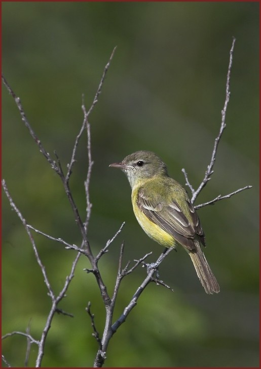 Bell's Vireo