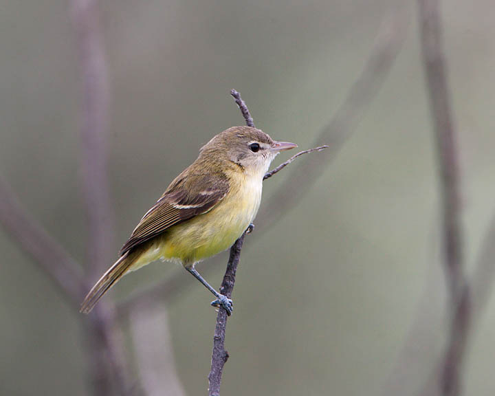 Bell's Vireo