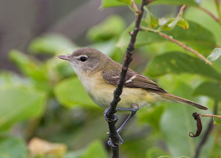 Bell's Vireo