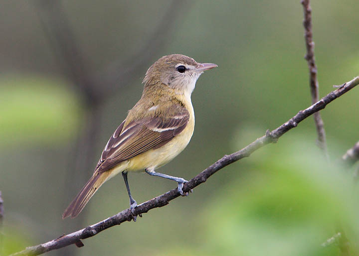 Bell's Vireo