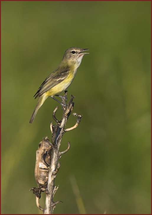 Bell's Vireo