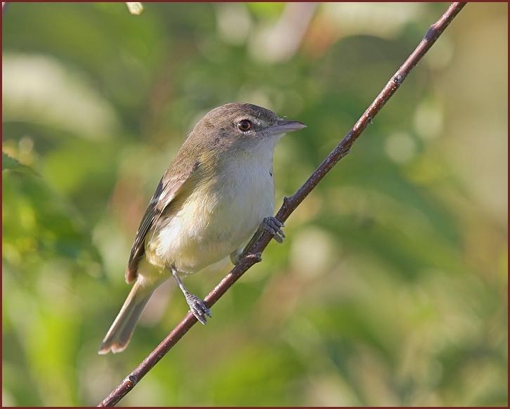 Bell's Vireo