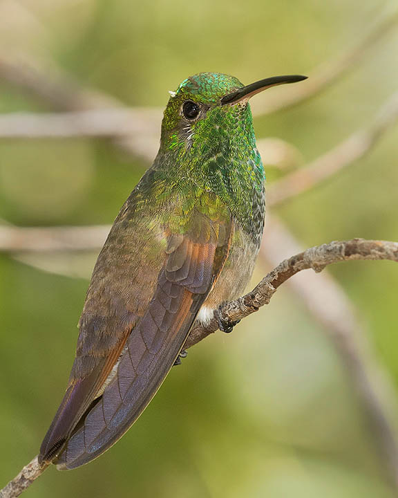 Berylline Hummingbird