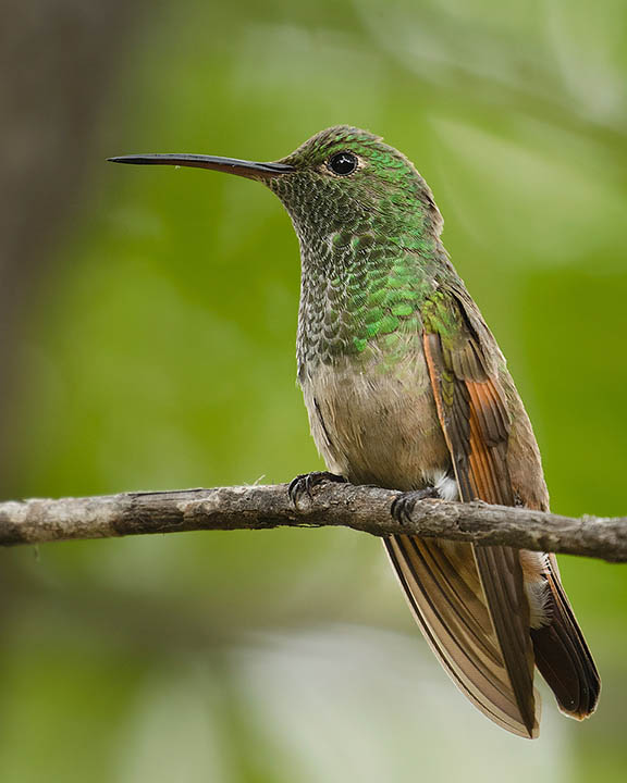 Berylline Hummingbird