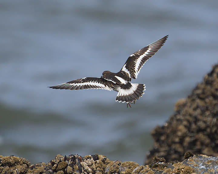 Black Turnstone