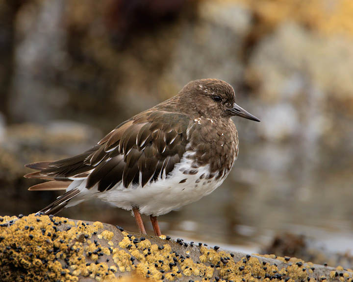 black turnstone