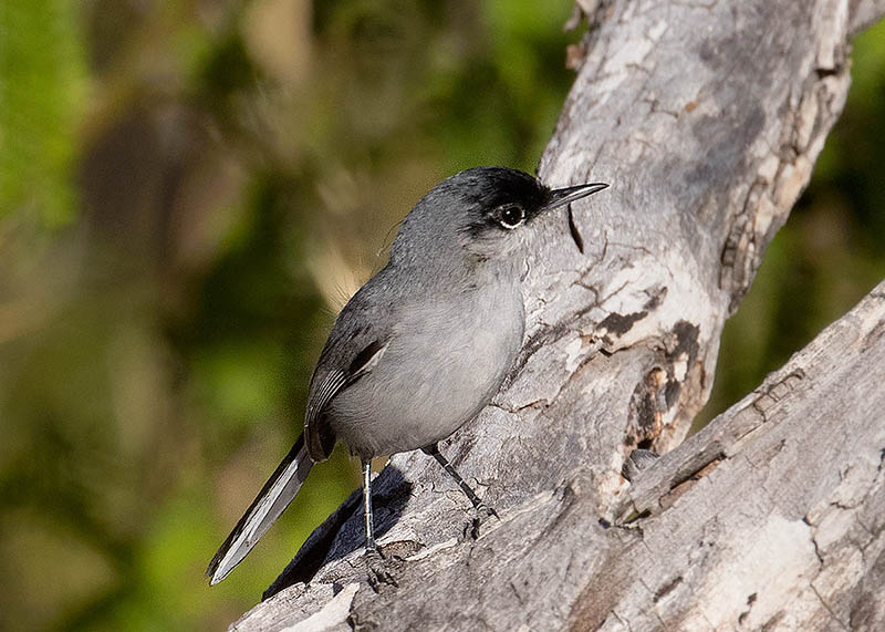 Black-capped Gnatcatcher