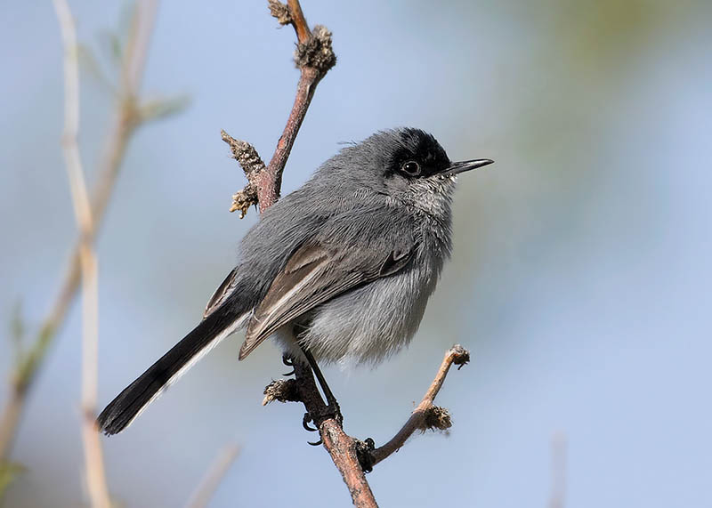 Black-capped Gnatcatcher