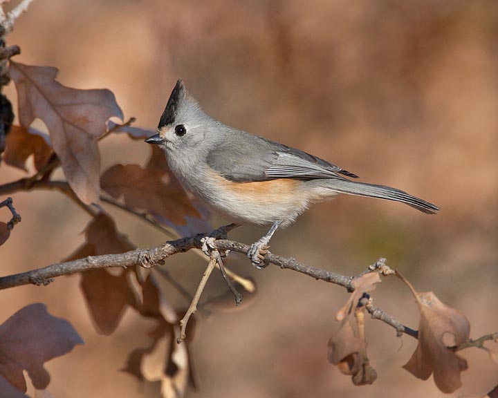 Black-crested Titmouse