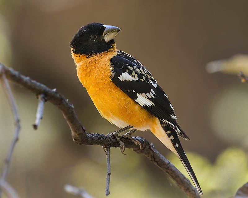 Black-headed Grosbeak