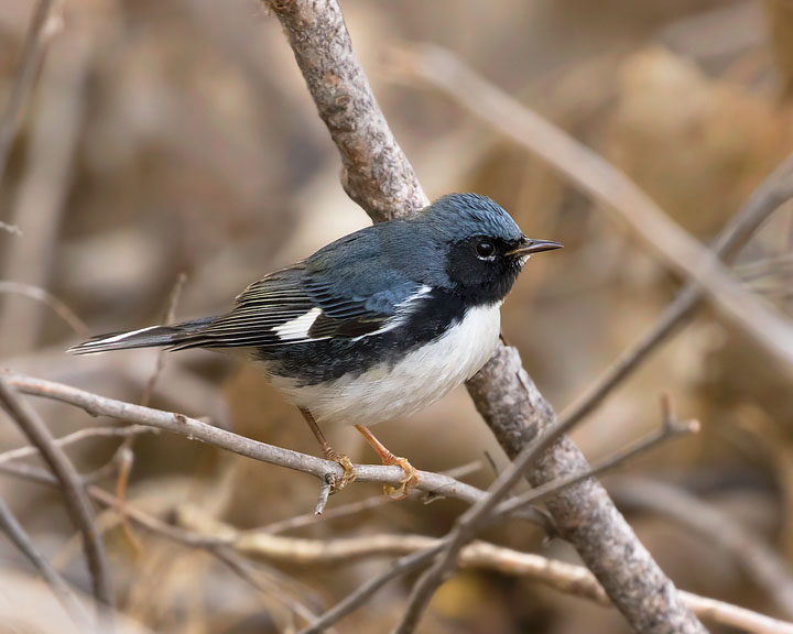 Black-throated Blue Warbler