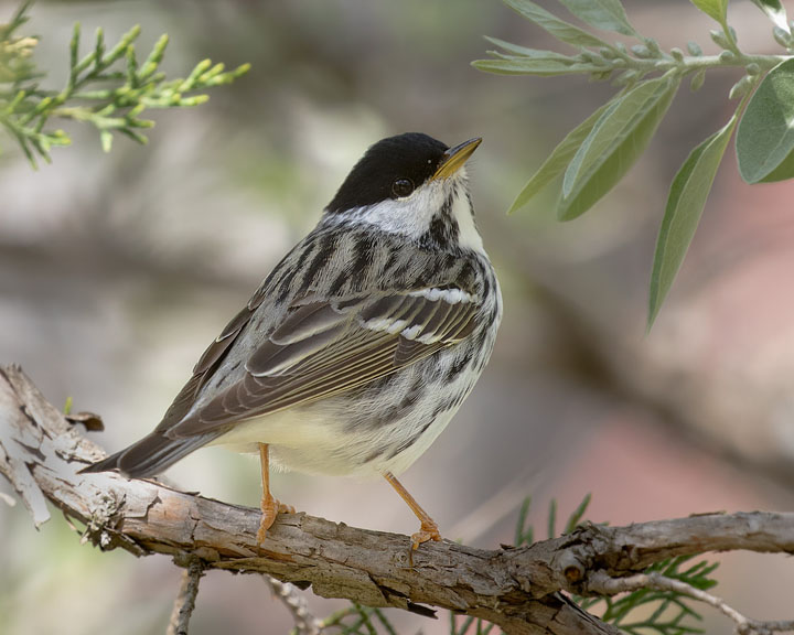 Blackpoll Warbler