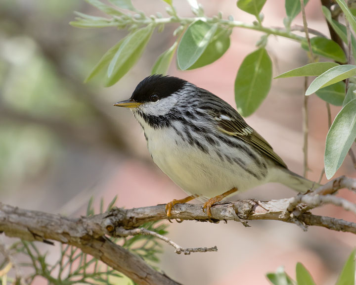 Blackpoll Warbler