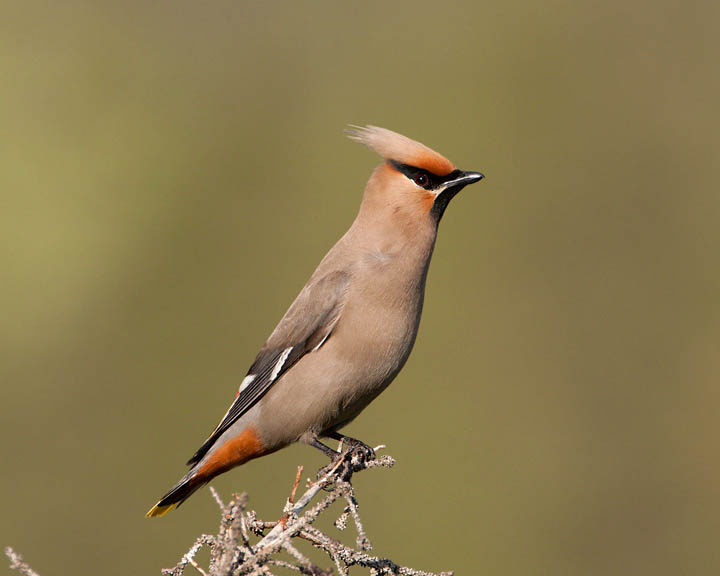 Bohemian Waxwing