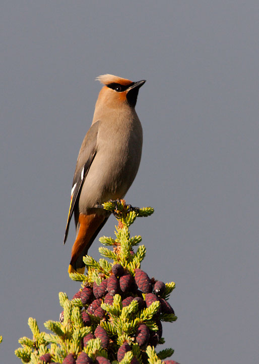 Bohemian Waxwing