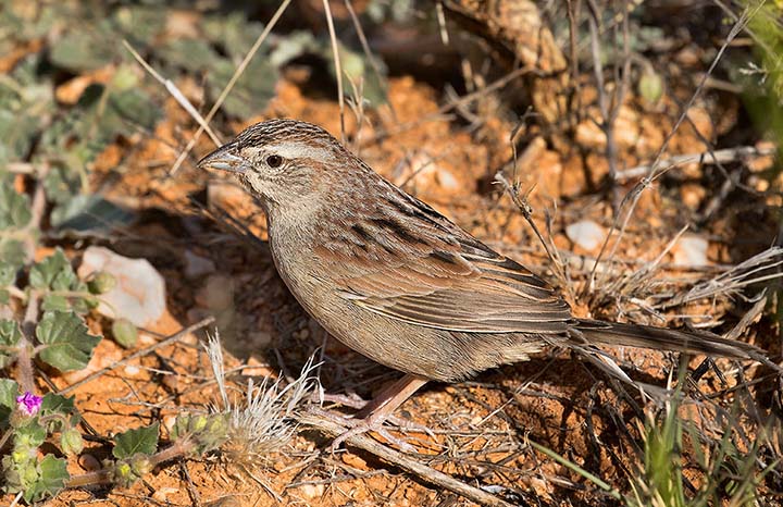 Botteri's Sparrow