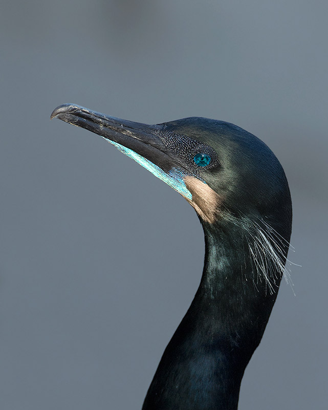 Brandt's Cormorant