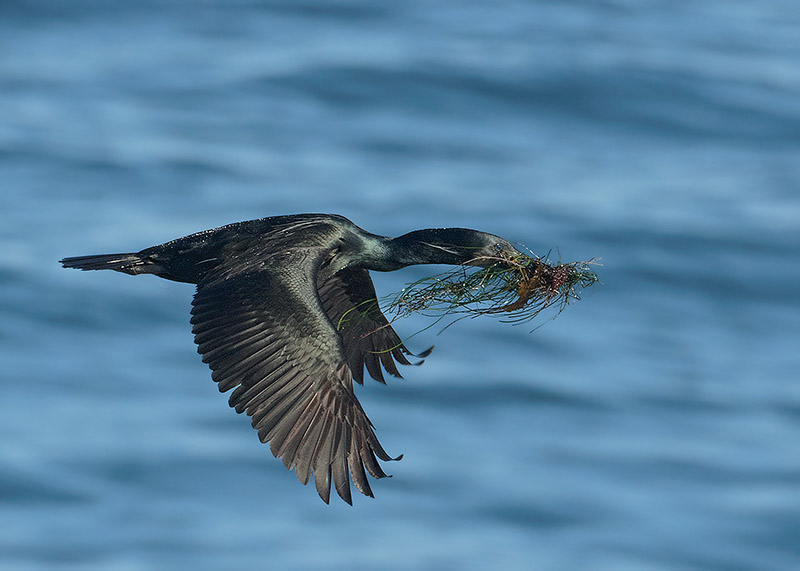 Brandt's Cormorant