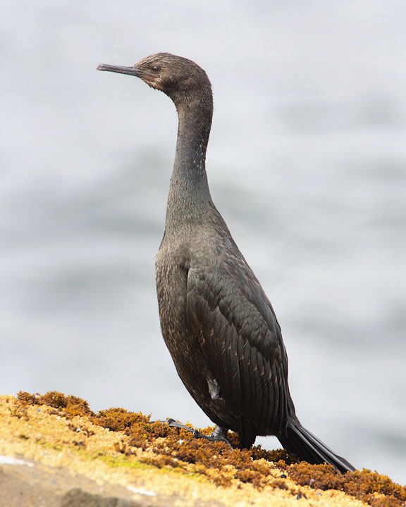 Brandt's Cormorant