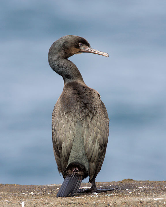 Brandt's Cormorant