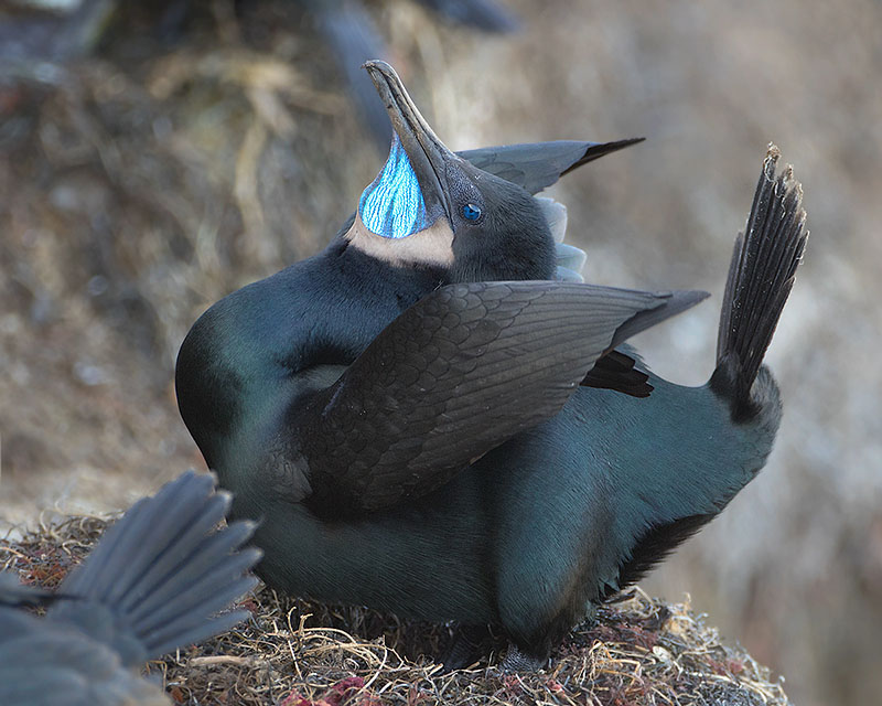 Brandt's Cormorant