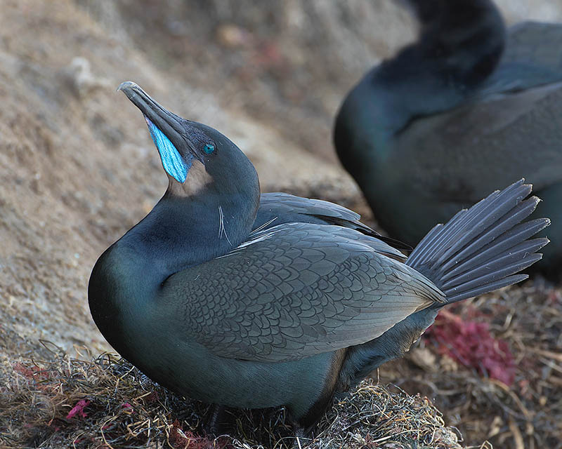 Brandt's Cormorant