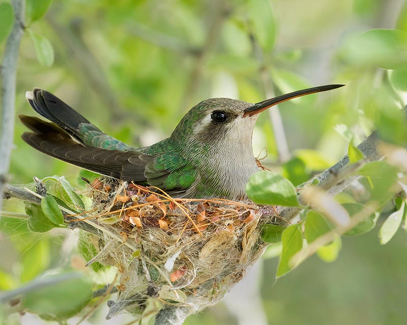 Broad-billed Hummingbird