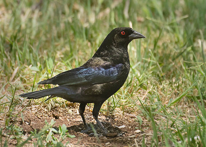 Bronzed Cowbird