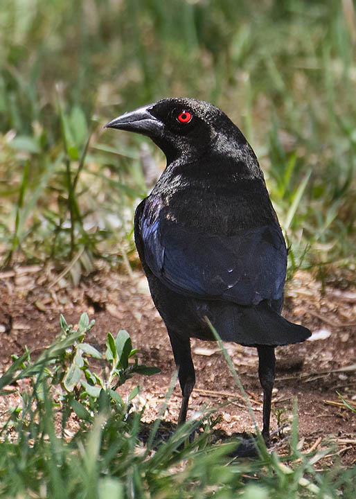 Bronzed Cowbird