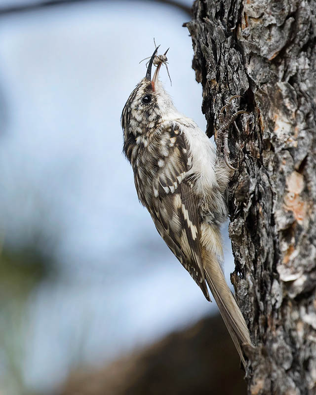 Brown Creeper