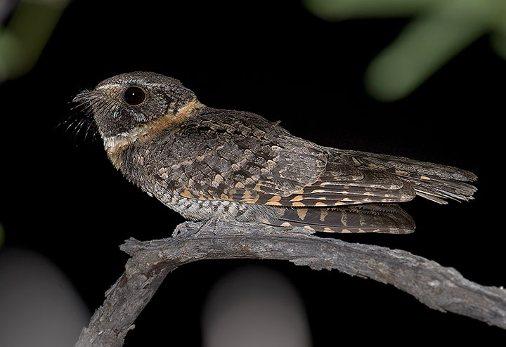 Buff-collared Nightjar