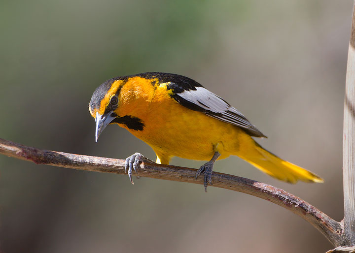 Bullock's Oriole