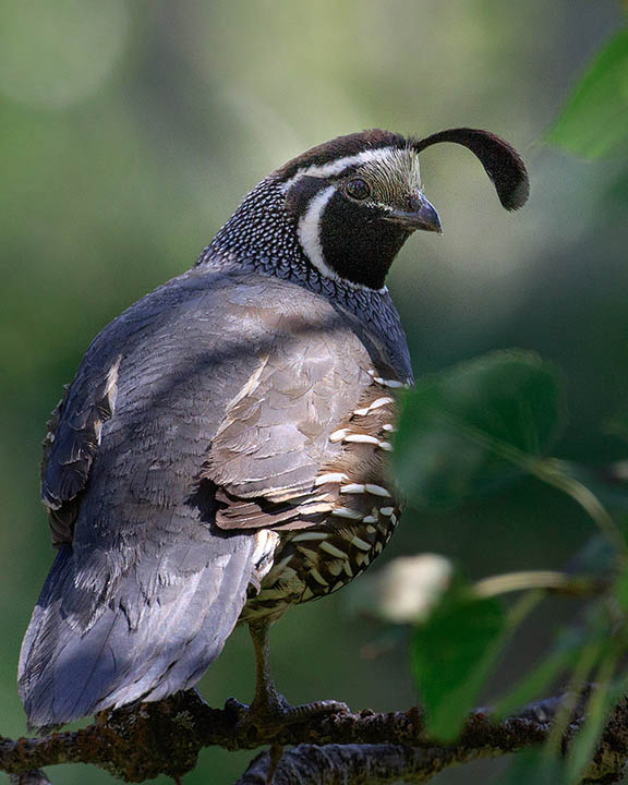 California Quail