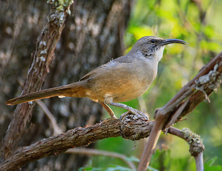 California Thrasher