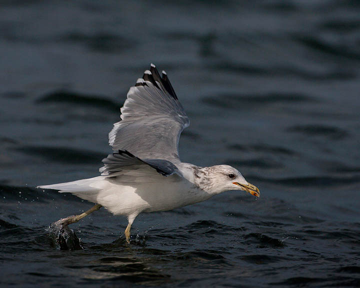 California Gull