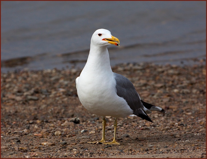 California Gull