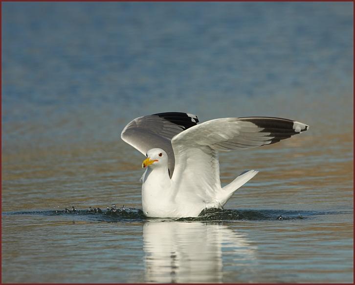 California Gull