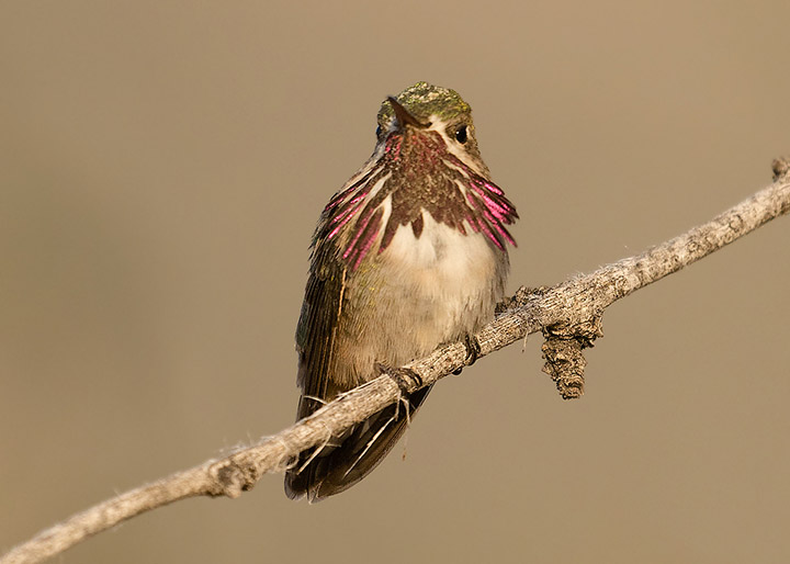 Calliope Hummingbird