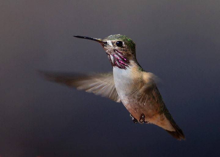 Calliope Hummingbird